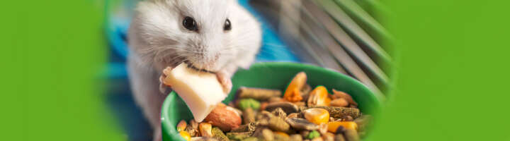 hamsterfutter kategorieeinstiegsbanner hamsterfutter kategorieeinstiegsbanner